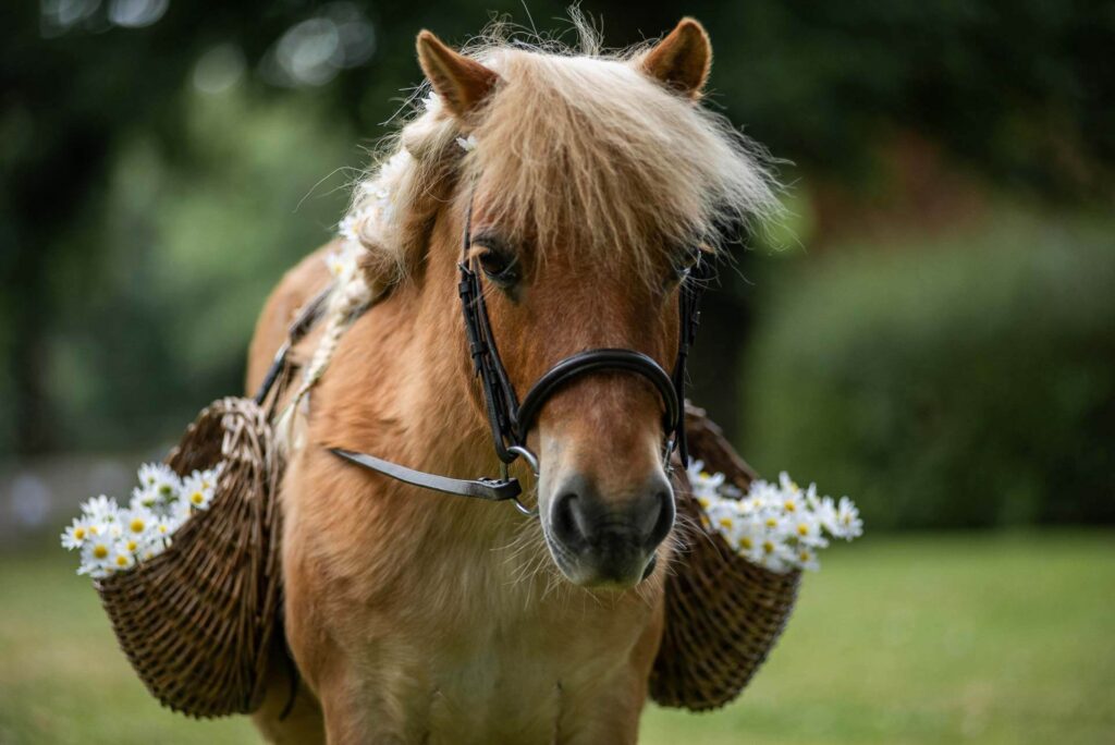 A confetti pony at Bilsington Priory in Kent