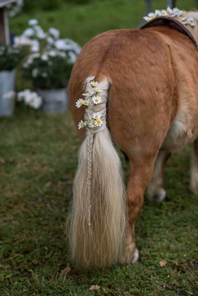 A confetti pony on the Bilsington Priory Estate in Kent with a plated tail decorated with daisys