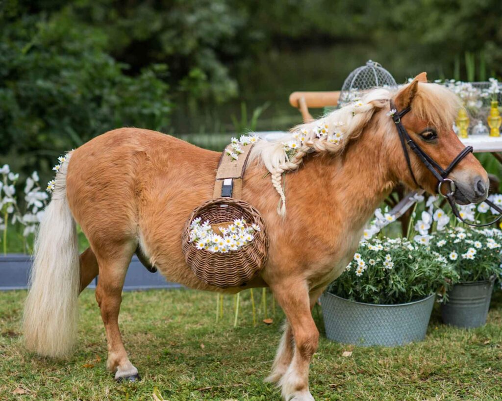A confetti pony on the Bilsington Priory Estate in Kent