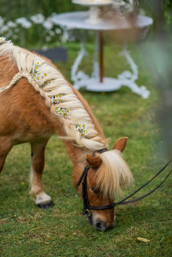A confetti pony on the Bilsington Priory Estate in Kent with a plated mane decorated with daisys